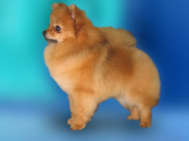 ������� ��� ���������� �����������