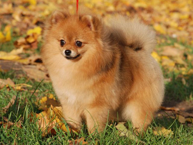 ������� ��� ���������� �����������