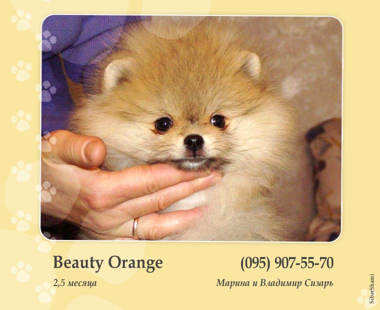 Beauty Orange 
~~~~~~~~~~~~~~~
                        […]