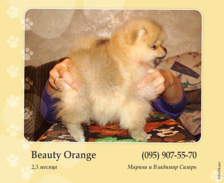 Beauty Orange 
~~~~~~~~~~~~~~~
                        […]