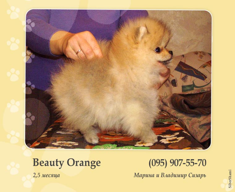 Beauty Orange 
~~~~~~~~~~~~~~~
                    [x] 